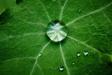 Glimmering Water Droplets On Green Leaf After Rainstorm
