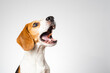 © Cavan Images - Dog headshoot isolated against white background