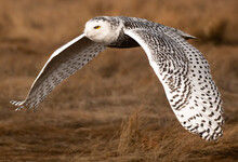Snowy Owl In Flight Over Coastal Maine Marsh