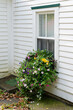 A flower box of white, purple, and yellow blooming flowers.  The wooden flower box hangs under an antique four pane window with green trim on the exterior of a white wooden clapboard house. 