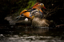 A Male And Female Mandarin Duck On A River
