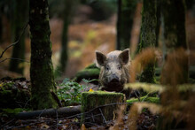 A Wild Boar Deep Within A Forest