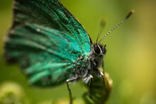 A Green Butterfly Against A Green Background