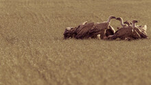 Group Of Perched Vultures Eating Around The Remains Of An Animal On A Field With Yellow Tones