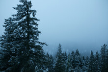 Moody Winter Scene With Evergreen Trees And Fog