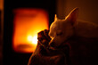 © Cavan Images - Cute small white dog sleeps on blanket in front of warm fire-place