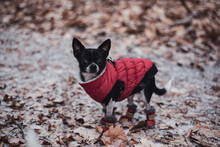 Tiny Black And White Chihuahua In Winter Jacket And Boots In Snow Leaf