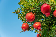 Pomegranate Garden In Israel With Sky. Rosh Hashanah