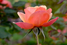 Peach Rose Profile 01
