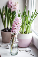 A Flowerpot With Bulbous Hyacinths And Muscari, Candle And Twine