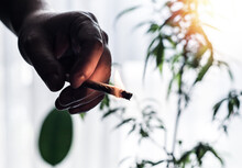 Hand Of Young Man Holding Burning Marijuana Joint Against Cannabis Plant