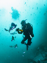 Diver Feeding Fish With Sea Urchin At South West Rocks