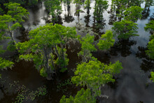 Cypress Trees Reflecting In Caddo Lake, Texas