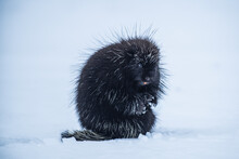 Porcupine Silhouetted Against Snowy Tundra