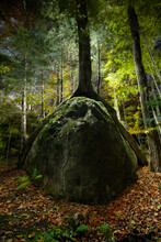 A Tree Grow Impossibly Over A Giant Boulder