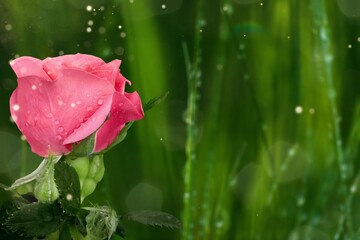 Sticker - Colored fresh rose on a dark green background.