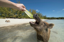 Feeding Pigs On Beach In Bahamas