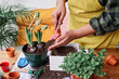 © Cavan Images - Woman transplanting a plant in the home garden in spring