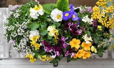 植木鉢に植えた春の花、カラフルな春の花の寄せ植え