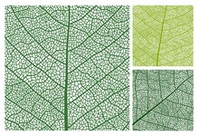 Leaf Texture Pattern Background With Veins And Cells, Vector Closeup Of Plant Leaf. Green Leaves Foliage And Floral Nature Ornament Of Tree Leaf Veins Or Imprints In Macro Close Up