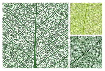 leaf texture pattern background with veins and cells, vector closeup of plant leaf. green leaves fol
