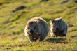 wombats running