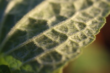 Macro Photo Of The Underside Of A Fuzzy Green Leaf
