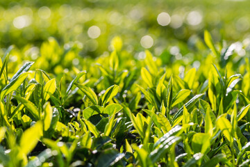 Wall Mural - tea tree leaves close-up in spring morning