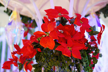 Select Focus Christmas Red Artificial Flower In White Indoor