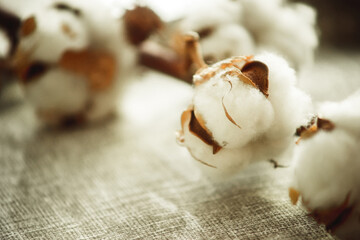 Wall Mural - a branch of cotton on a fabric close-up