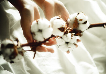 cotton flowers in hands close-up