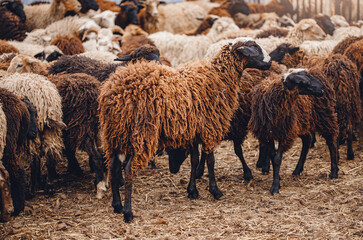 Concept farm animal husbandry. Sheep relax on paddock