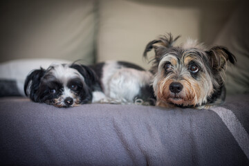 Wall Mural - Close up portrait of two dogs laying on sofa