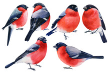 Set Of Birds, Bullfinches On An Isolated White Background, Watercolor Illustration