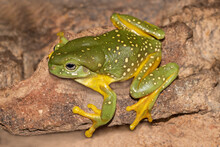 Australian Magnificent Tree Frog