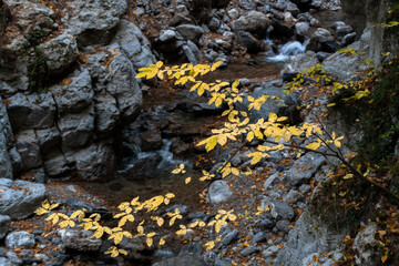 Wall Mural - Yellow leaves on a tree branch in a mountain gorge