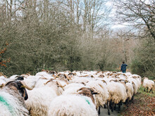 Man Walking In Autumn Forest Of Flock Of Sheep