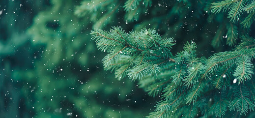 Wall Mural - Green branch of Christmas tree on background of falling snow