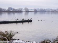 Cormorant And Ducks Taking A Rest On The Wooden Jetty In The First Winters Snow At Pickmere Lake, Pickmere, Knutsford, Cheshire, UK