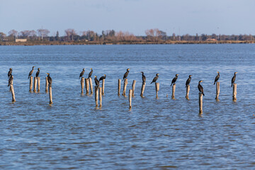 Poster - Comacchio's lagoons - Po Delta Natural Park