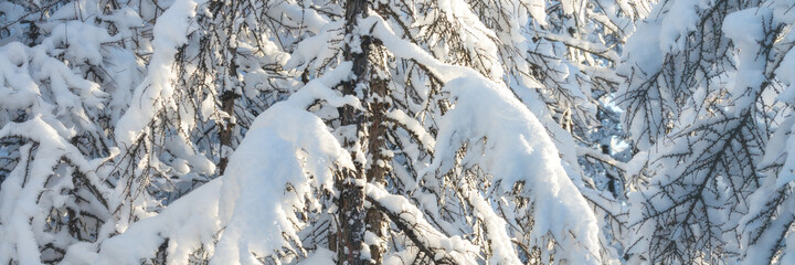 Wall Mural - There is a lot of snow on the branches of larch trees. Beautiful snow-covered trees in the winter forest. Cold snowy weather. Amazing northern nature. Wide panoramic winter background for design.