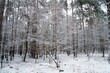 Krajobraz leśny zimą