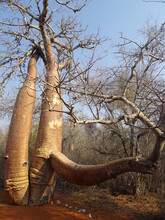 [Madagascar] Baobab Twin-trunk Tree With Diagonally Bent Trunk (Arboretum D'Antsokay, Toliara)