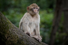 A Close Up Portrait Of A Young Barbary Macaque Sitting On A Tree Branch