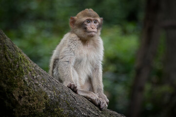 Fototapete - A close up portrait of a young barbary macaque sitting on a tree branch