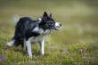 © Westend61 - Border Collie standing in meadow
