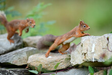 Two Eurasian Red Squirrels (Sciurus Vulgaris) Jumping On Rocks