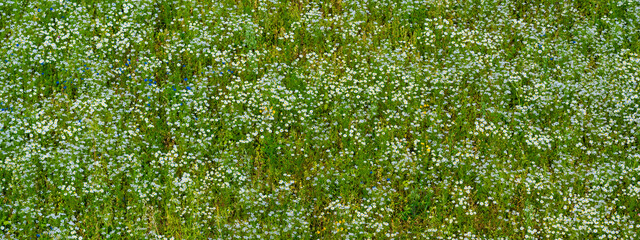 Wall Mural - Panoramic aerial view of blooming chamomile field. Green grass. Summer floral pattern. Setomaa, Estonia. Wildflowers close-up. Environmental conservation, gardening, alternative medicine, ecotourism