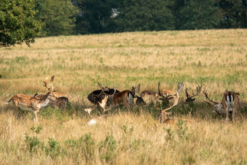 Sticker - herd of beautiful fallow deer at Petworth Park England