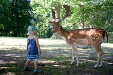 Denmark, Little Girl And Fallow Deer (Dama Dama) Looking At Each Other